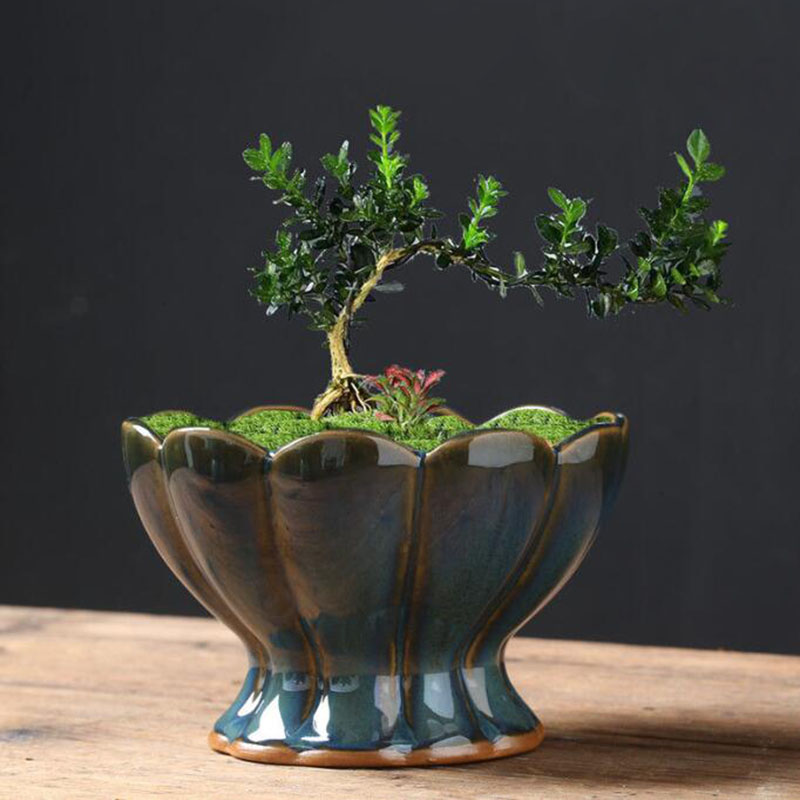 킬른 변형 유약 담글 달걀 껍질 화분 창의적인 다육 식 - Bonsai Garden Art 리뷰 및 가격
